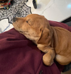 Willie (Country Music Litter)