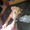 Willie (Country Music Litter)
