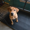 Willie (Country Music Litter)