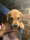Patsy (Country Music Litter)