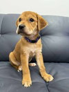 Patsy (Country Music Litter)