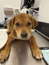 Patsy (Country Music Litter)