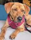 Rockie hound