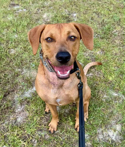 picture of the dog needing adoption