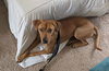 Rockie hound
