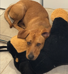 Rockie hound