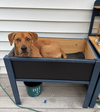 Rockie hound
