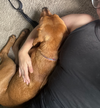 Rockie hound