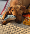 Rockie hound
