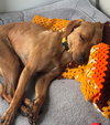 Rockie hound