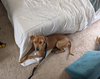 Rockie hound