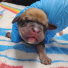 Lambert (Alien Litter)