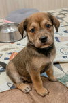 Lambert (Alien Litter)