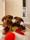Lambert (Alien Litter)