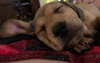Lambert (Alien Litter)