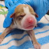 Kane (Alien Litter)
