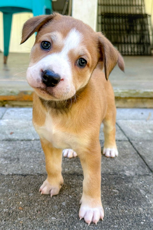 picture of the dog needing adoption