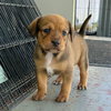Vasquez (Alien Litter)