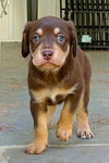 Dallas (Alien Litter)