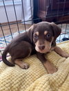 Dallas (Alien Litter)