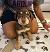 Dallas (Alien Litter)