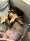 Dallas (Alien Litter)