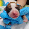Hudson (Alien Litter)