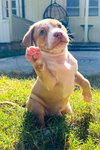 Hudson (Alien Litter)