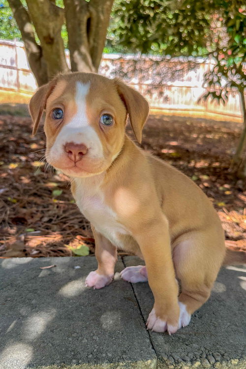 picture of the dog needing adoption