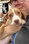 Hudson (Alien Litter)