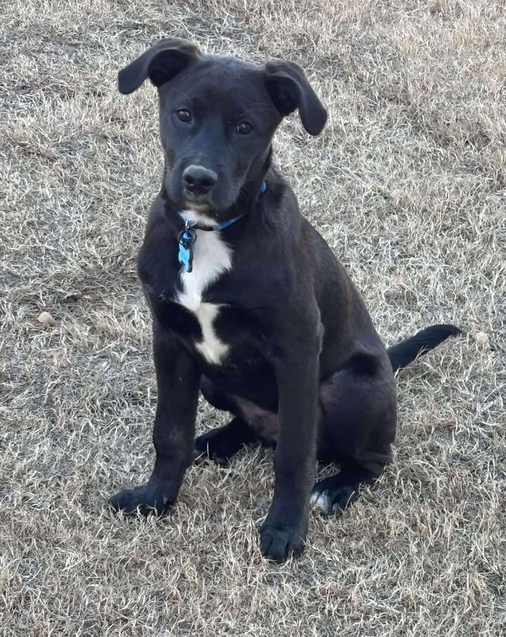 Eugene - Oregon Litter Image