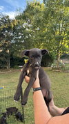 Dexter - Oregon Litter