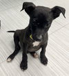 Dexter - Oregon Litter