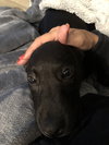Dexter - Oregon Litter