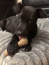 Dexter - Oregon Litter