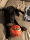 Dexter - Oregon Litter