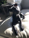Dexter - Oregon Litter