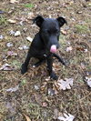 Dexter - Oregon Litter