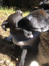 Dexter - Oregon Litter