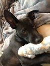 Dexter - Oregon Litter