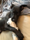 Dexter - Oregon Litter