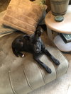 Dexter - Oregon Litter