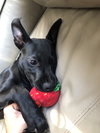 Dexter - Oregon Litter
