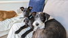 Dexter - Oregon Litter