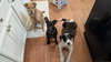 Dexter - Oregon Litter