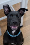Dexter - Oregon Litter