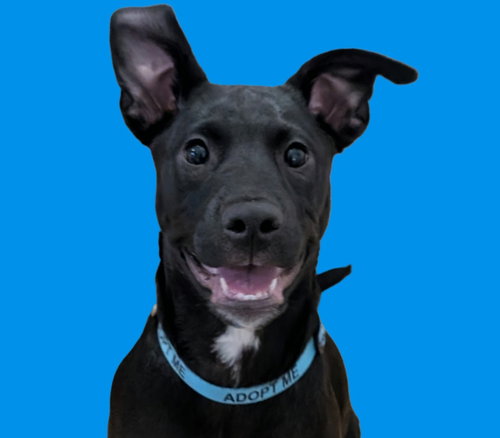picture of the dog needing adoption