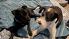 Dexter - Oregon Litter