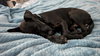 Dexter - Oregon Litter
