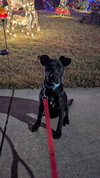 Dexter - Oregon Litter